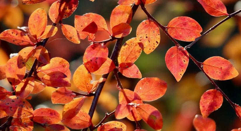 Hol bukkanhatnak fel a NAV revizorai a 43. héten?