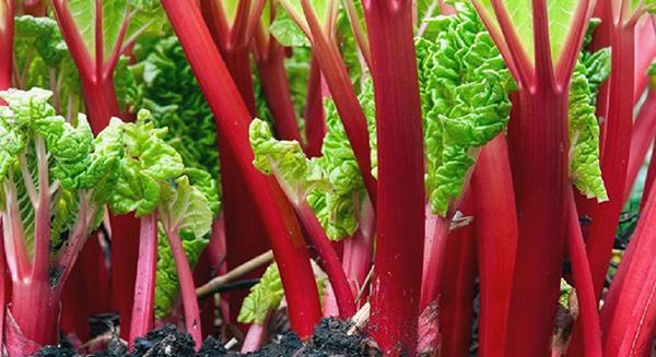 Rebarbara: a levélnyél néha ehető