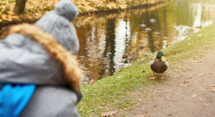 Semmivel ne etessük a vízimadarakat!