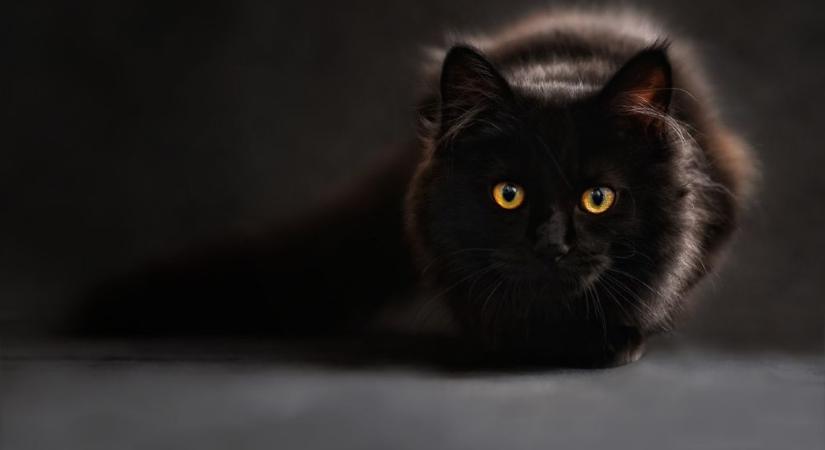 Tiltott a fekete macska örökbefogadása Halloweenkor