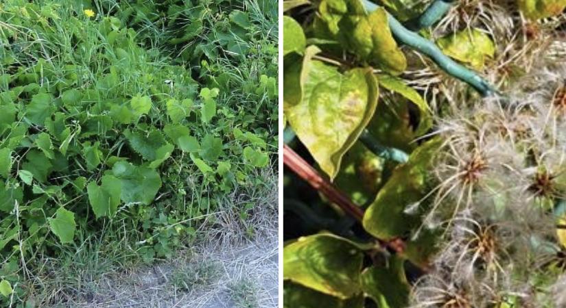 Őszi teendők a szőlő aranyszínű sárgasága ellen, így védekezhetünk házikertben is