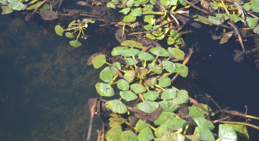 A szamártövist már szüretelik a Tisza-tavon - hihetetlen mennyi minden készül belőle