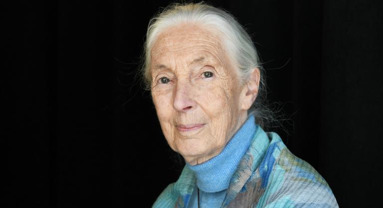 Kiderült, mi okozta Jane Goodall halálát