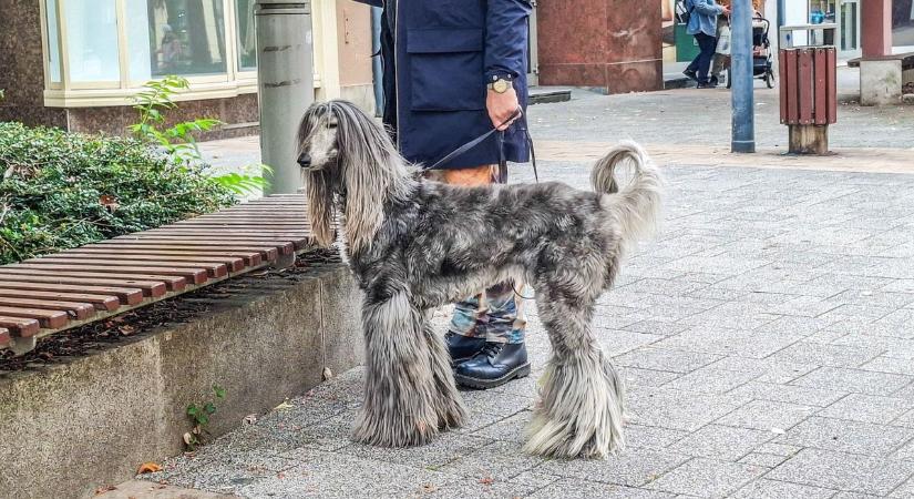 Nap képe: az ember legjobb barátja