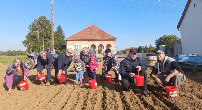 Fokhagyma: az utolsó kézi dugványozás, nagyot lépne a vasi gazda