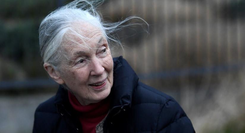 Szívroham okozta Jane Goodall halálát