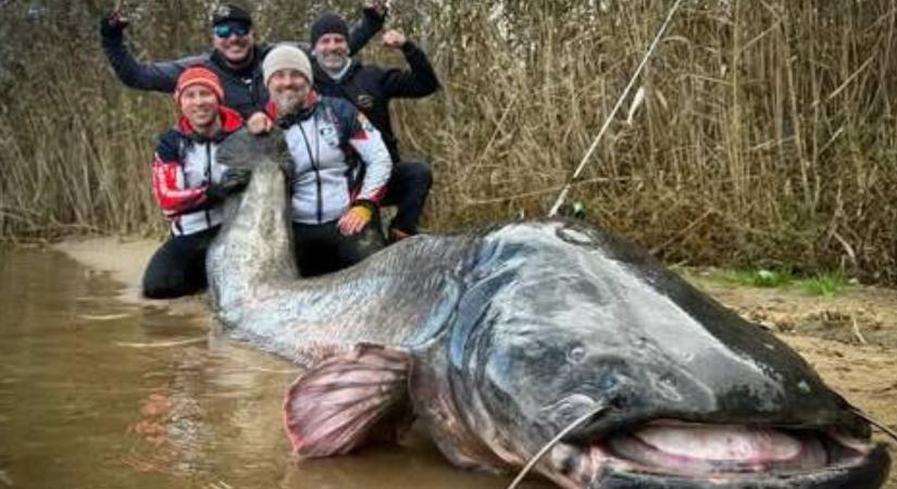 Világrekord! Gigantikus harcsát fogtak Lengyelországban