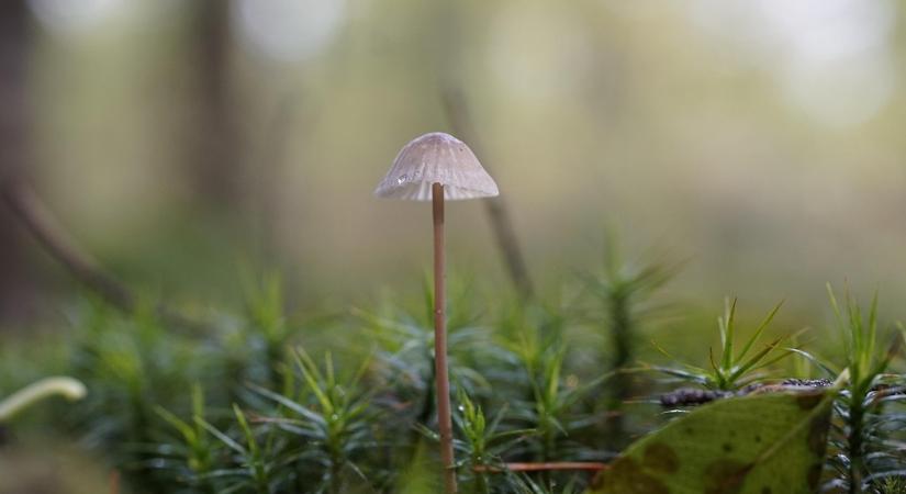 A meglepetések hete – mutatjuk, milyen időre számíthatunk