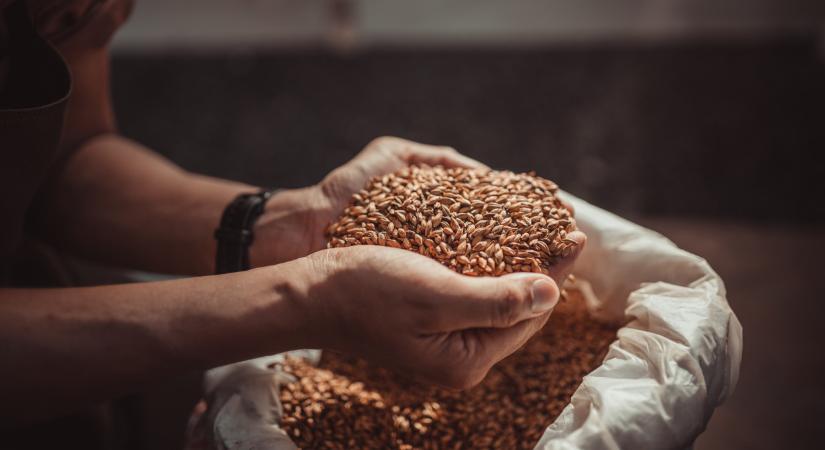 Elkapkodták az árpa vetőmagot – hoppon maradtak a gazdák