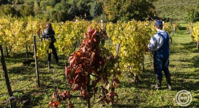 „A helyzet komoly”: már 21 borvidéken jelen van a szőlő aranyszínű sárgaság betegsége