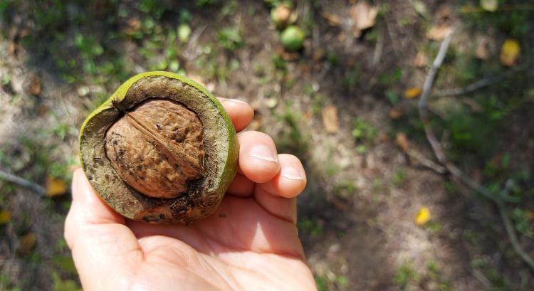 Jöhet a vámmentes amerikai dió