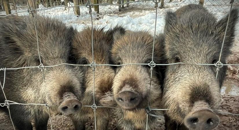 A vaddisznók ha nem is értik, de „követik” az emberi beszédet