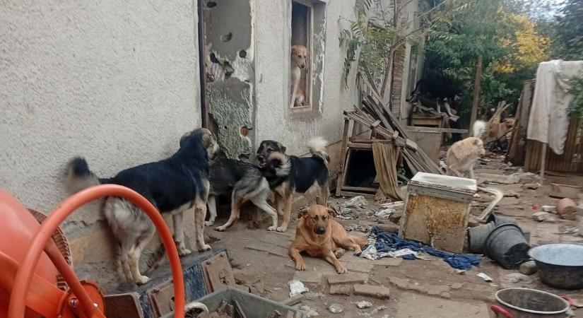 27 kutyát mentettek ki egy elhunyt idős nő otthonából, sokkoló körülmények közül