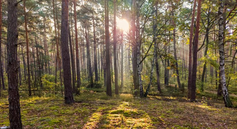 Drámai a helyzet, 20-30 éves fák kezdtek el tömegével pusztulni: kiszáradnak a magyar erdők