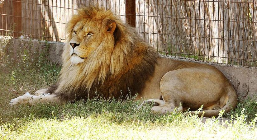 „Egy csillaggal több ragyog az égen” – híres afrikai oroszlánját gyászolja a felsőlajosi állatpark