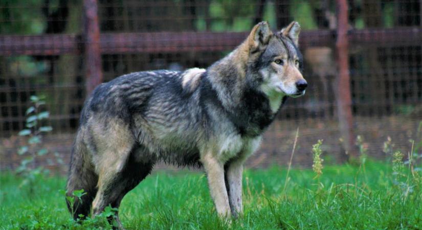Újabb farkas riogatja Börzsönyben a turistákat