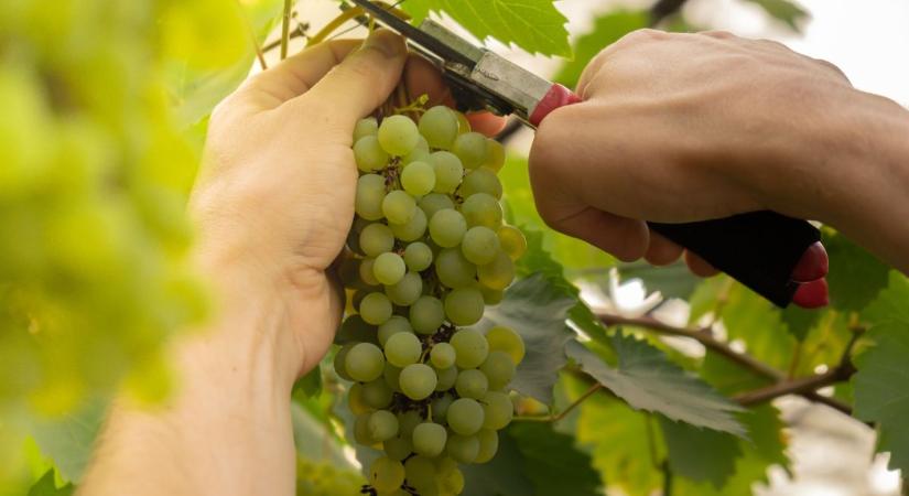 Veszélyben a szőlőhegy: metszőollóval és drónnal küzdenek a fertőzés ellen