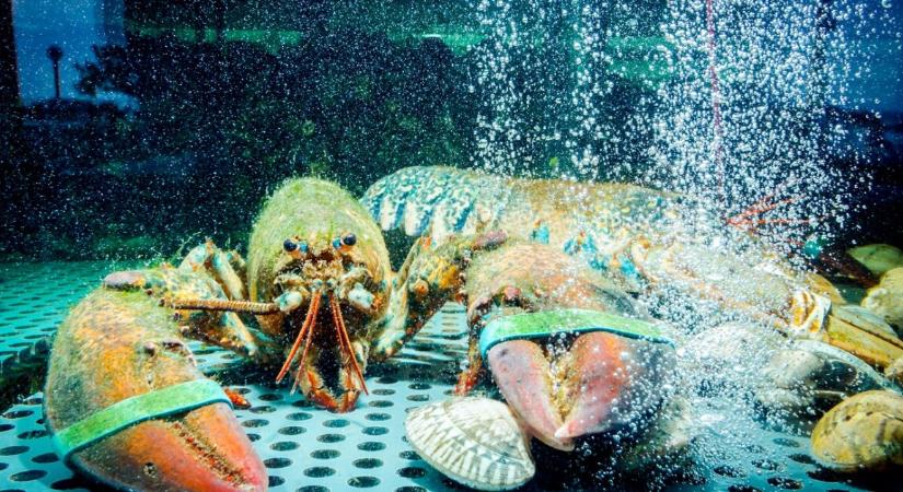 Káosz az ismert étteremben – felrobbant az akvárium, halak úsztak az asztalok között