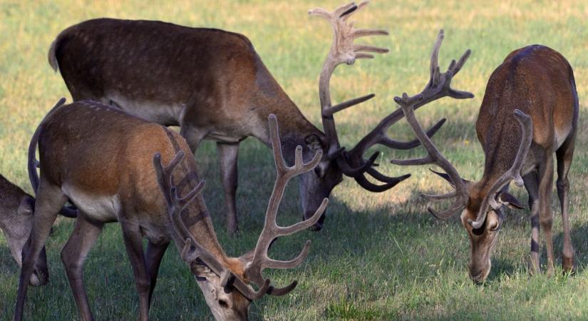 Trófeák jelentik a munka gyümölcsét