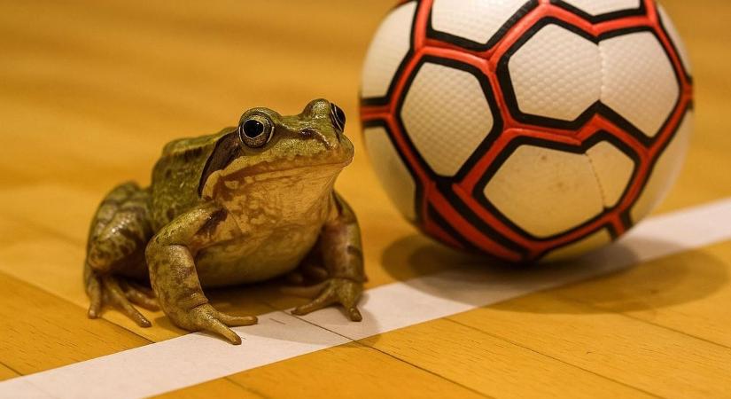 Békák lepték el a pályát, ez kellően megzavarta a miskolci egyetemistákat