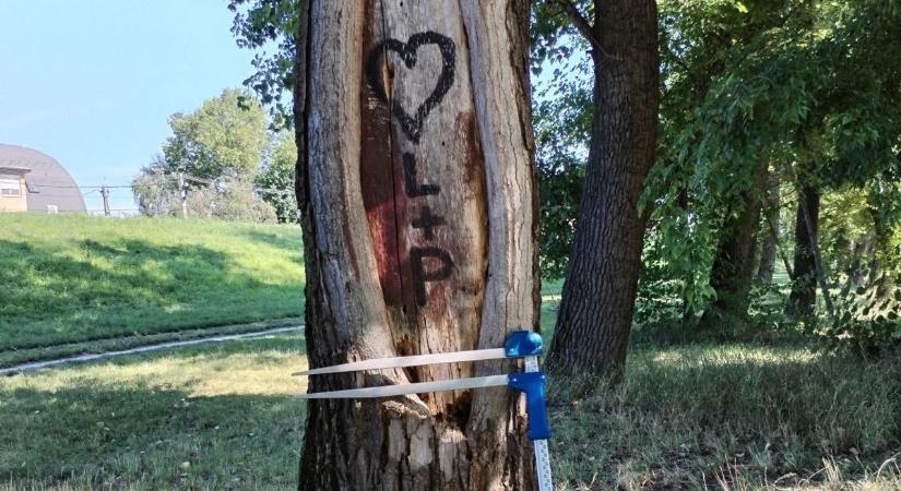 Kivágják a fákat a győri rakparton - Íme, ez az ok - fotók