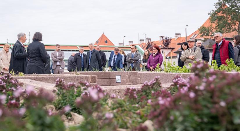 Okoskertben terem a sajtba szánt fűszer