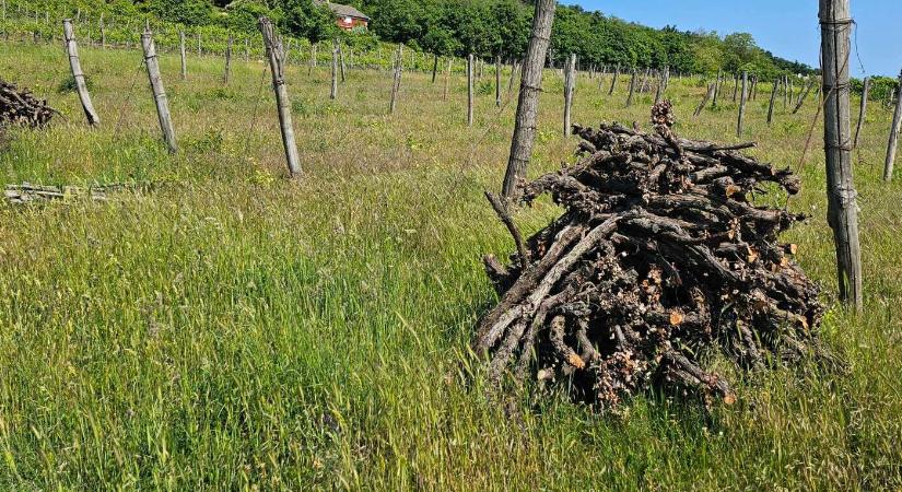 A borvidékeken túl – már a házikertben is kopogtat a fitoplazma