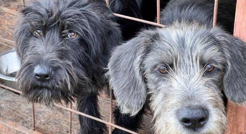 Túl sok a kutya, kevés a hely – 121 kóbor kutya várja a megmentőjét Sepsiszentgyörgyön