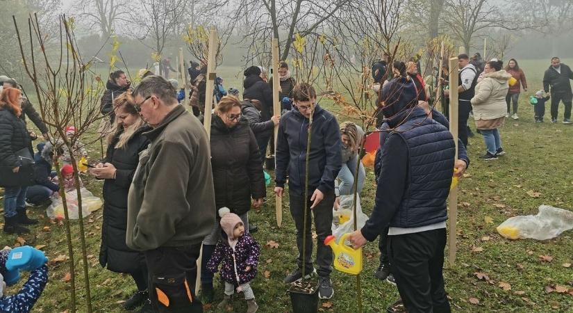 Folytatódik a „Babafa Program”: minden ott született gyermekkel zöldebb lesz a város