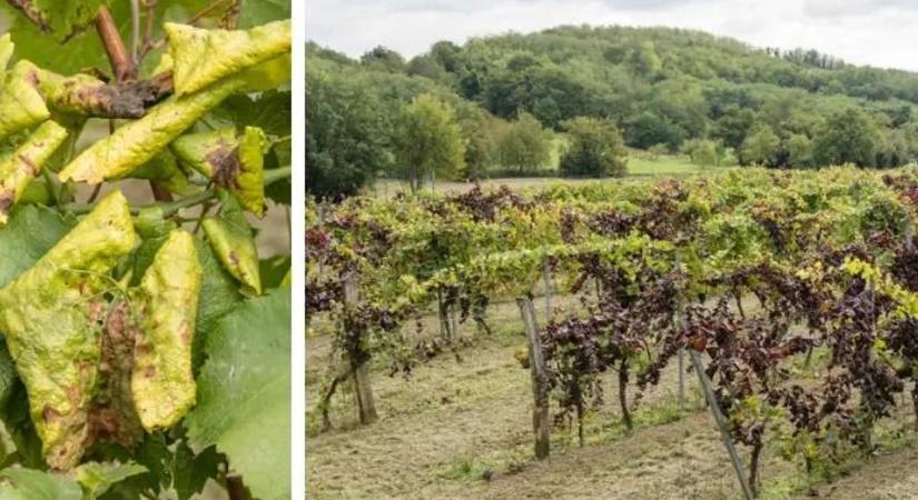 Végigjárták az ültetvényeket: borászok, termelők, szakemberek az aranyszínű sárgaság ellen küzdenek