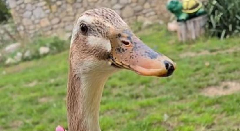 Kíváncsi Csipesz: a futókacsa reggeli rutinja (videó)