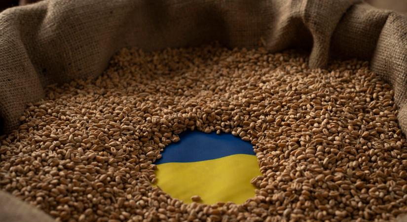 Az ukrán gombától is félnek a magyar gazdák