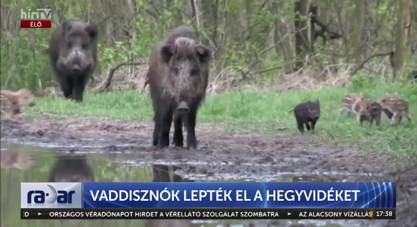 Rettegnek a lakók: kutyákat támadnak a budai vaddisznók  videó
