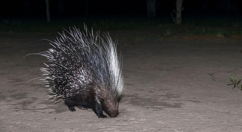 Hőkamerával eredtek a jászberényi állatkert szökevényének nyomába, így zajlott a mentőakció