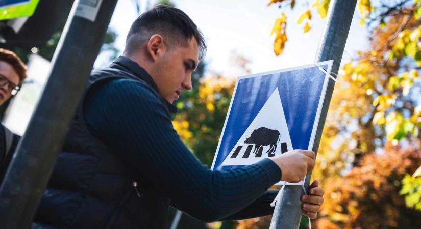 Vaddisznó átkelőhelyeket ábrázoló táblák lepték el Hegyvidéket – az önkormányzat ölbe tett kézzel nézi a problémát