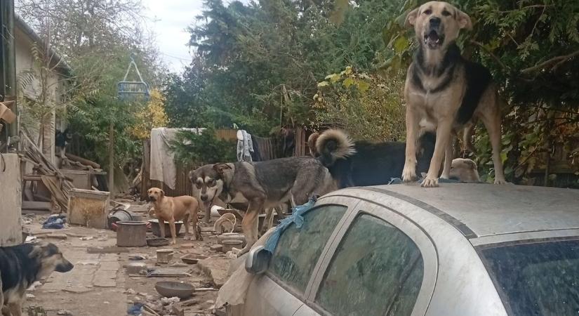 Borzalmas körülmények közül mentettek kutyákat a Fema Állatmentők – a fotók sokkolók!