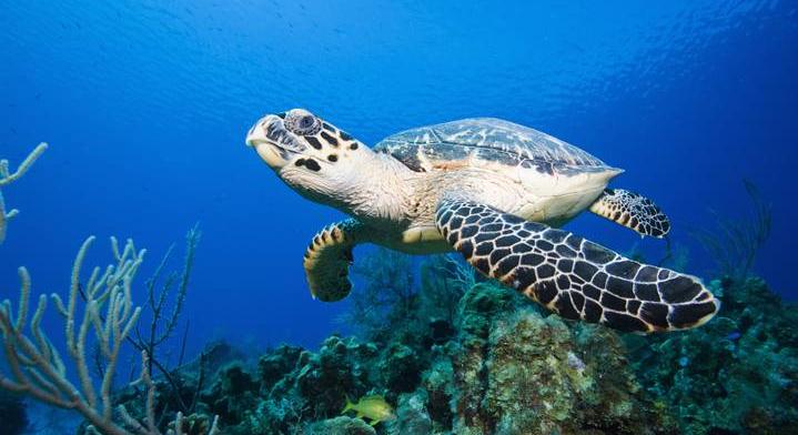 Újabb ikonikus állatfaj került a kihalás szélére: tovább bővült a Vörös Lista