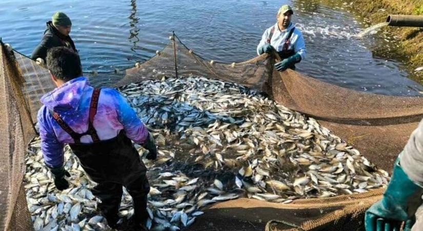 Itt a nagy őszi haltelepítés: pontyok után érkeznek a keszegek