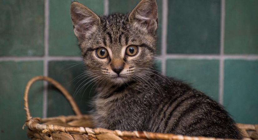 Változtasd meg egy macska életét! Szakértői tippek, hogyan válj ideiglenes befogadóvá