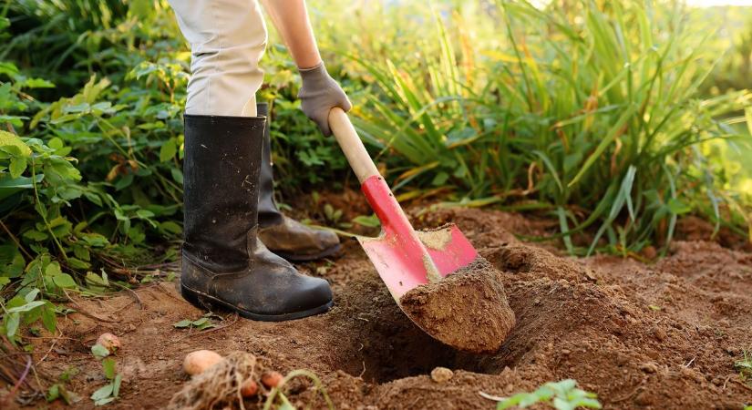 Ha ezeket a zöldségeket most elveti, tavasszal már a saját termését eheti