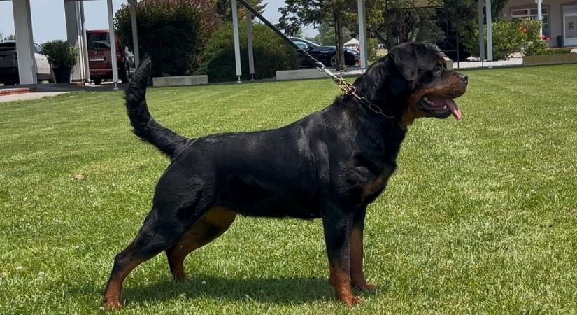 A világ legjobb Rottweiler kutyái találkoznak Jakabszálláson