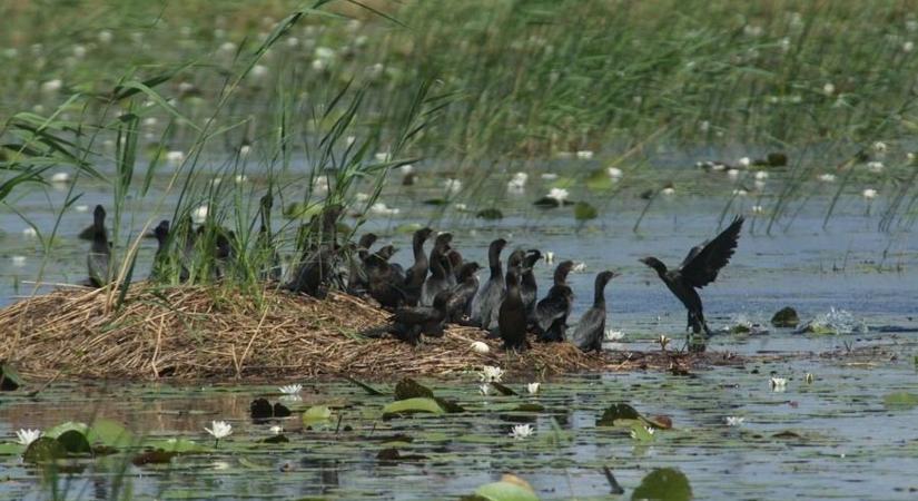 Teljes kiszáradás fenyegeti a Kolon-tavat, drámai állapotokról számolt be a Kiskunsági Nemzeti Park