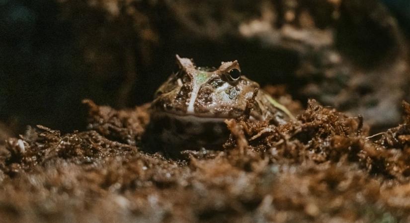 A béka, aki a bőrével lélegzik – és néha saját magát emészti meg