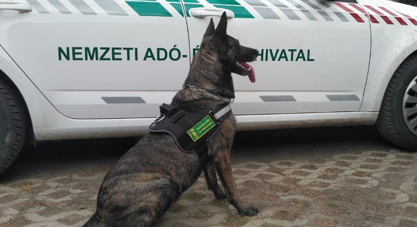 Országos akciósorozatot indít a NAV