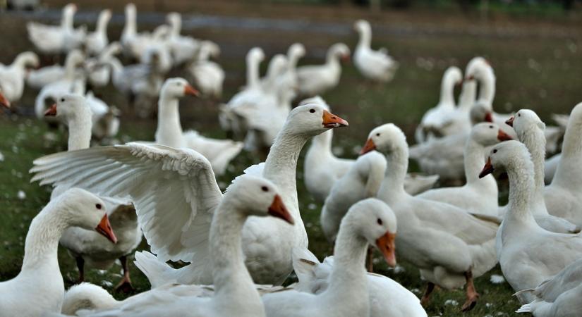 Madárinfluenza-riadó: magas szintű készültség lépett életbe ebben az európai országban