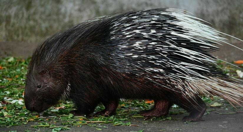 A sületlenség vége – hazatért a jászberényi állatkert szökevénye