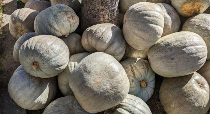 Új magyar sikersztori az agráriumban: tarol a Téli Parázs sütőtök