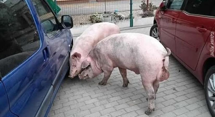 A Facebook sztárjai az elkóborolt disznók