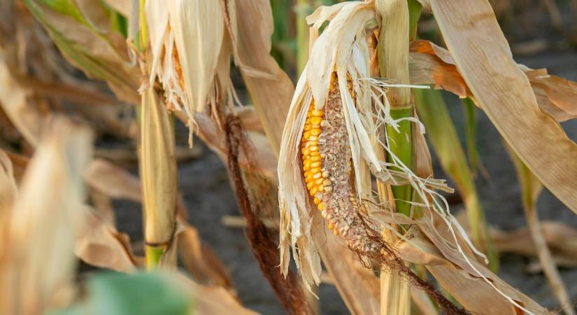 Aszály, járványok és klímaváltozás – fordulóponthoz érkezett az agrárium