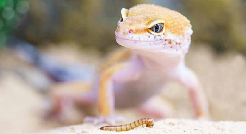 A gekkó, aki a falon hagyta a lábnyomát – hogyan tapadnak az apró lábak?